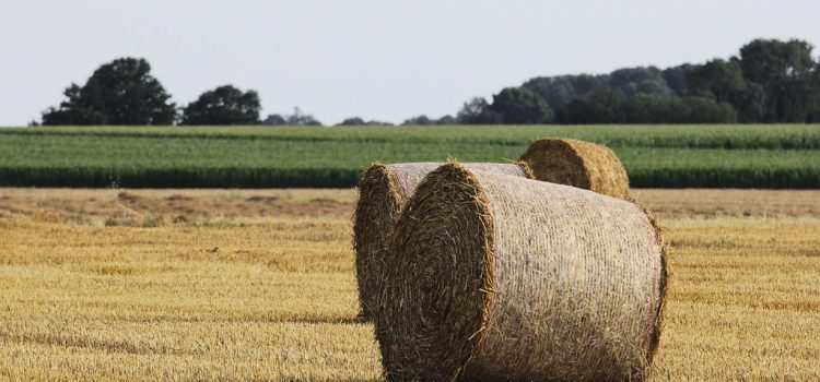 Agriculture Storyboard Photo Gallery Agriculture Storyboard Photo Gallery