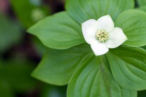 photo of bunchberry plant