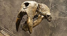Walrus skull