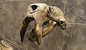 Walrus skull