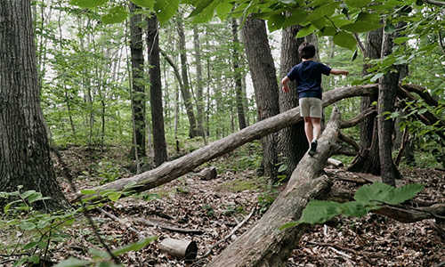 A child walks up a fallen tree that is positioned like a ramp in a deciduous forest.