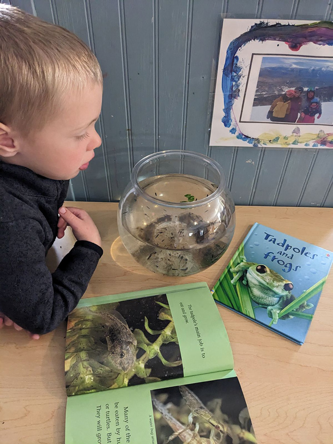 A preschooler observes a bowl of frog eggs during choice time, asking questions and looking through books to obtain more information.