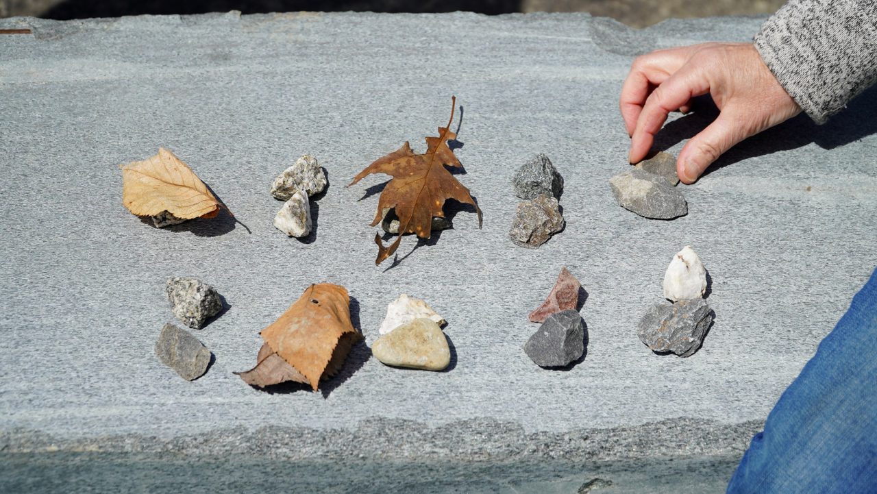 Numeracy in Nature